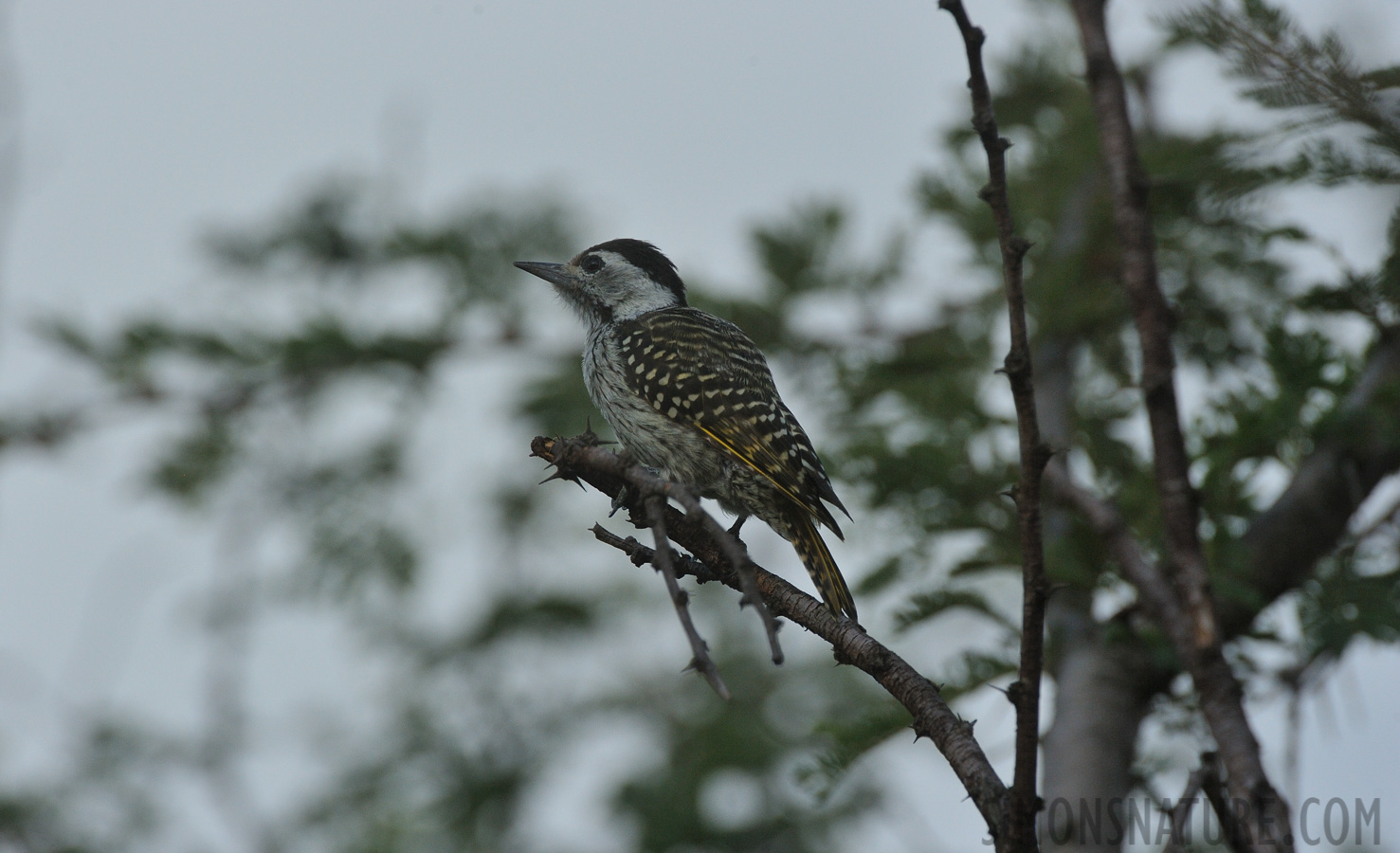 Dendropicos fuscescens intermedius [550 mm, 1/2500 Sek. bei f / 10, ISO 1000]